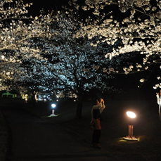 桜並木のライトアップ画像