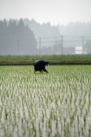 豊作を願う農家　雨の中田植え