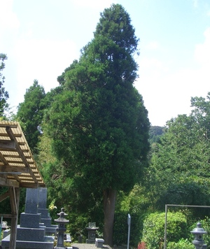 寺山地頭の墓