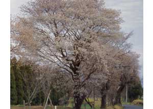 日光神線山桜