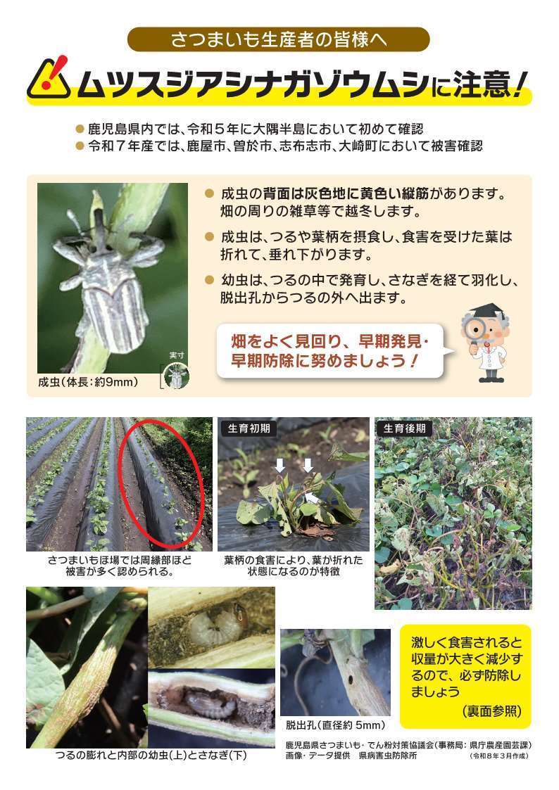 チラシ1