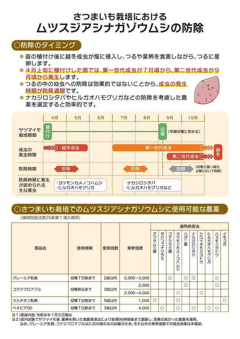 チラシ2